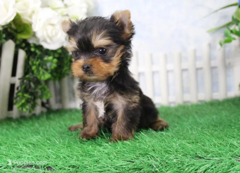AKC Dante – Yorkshire Terrier puppy for sale in Butler, MO
