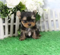 AKC Dante, a male Yorkshire Terrier for sale in Butler, MO – Photo 3 of 6