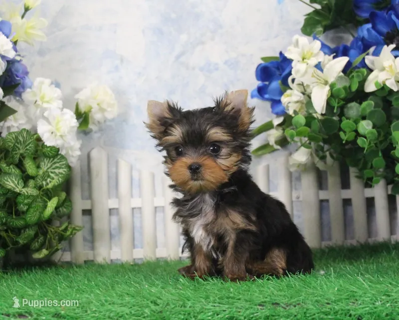 AKC Dante – Yorkshire Terrier puppy for sale in Butler, MO