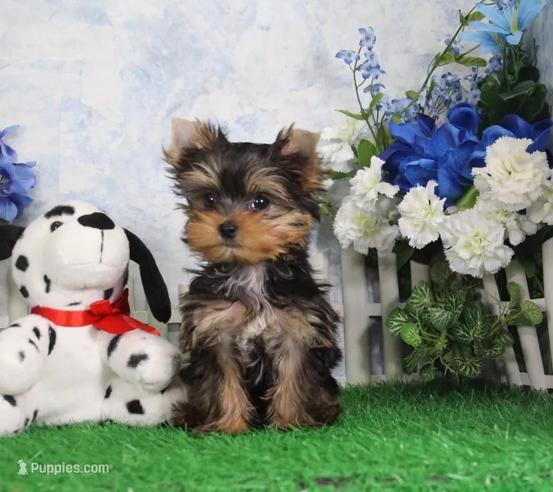 AKC Dante – Yorkshire Terrier puppy for sale in Butler, MO