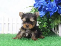 AKC Dante, a male Yorkshire Terrier for sale in Butler, MO – Photo 2 of 6