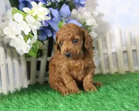 Marci, AKC Champion Sired, a female Poodle - Toy  for sale in Butler, MO – 2 of 4
