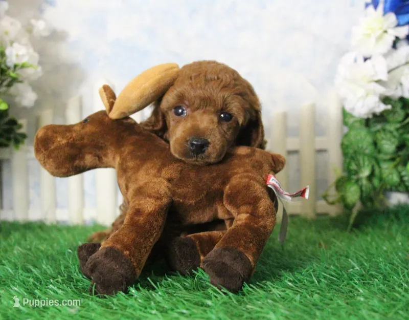Foster, AKC Champion Sired – Poodle - Toy  puppy for sale in Butler, MO