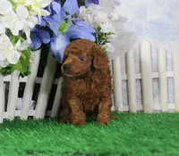 Max, AKC Champion Sired, a male Poodle - Toy  for sale in Butler, MO – 3 of 4