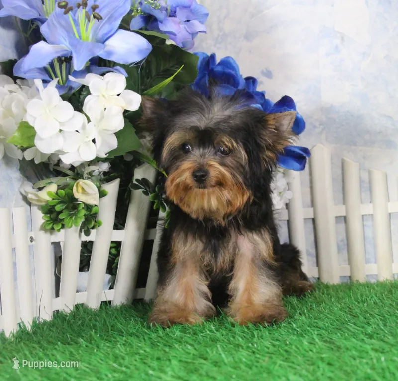 Yukon, AKC – Yorkshire Terrier puppy for sale in Butler, MO