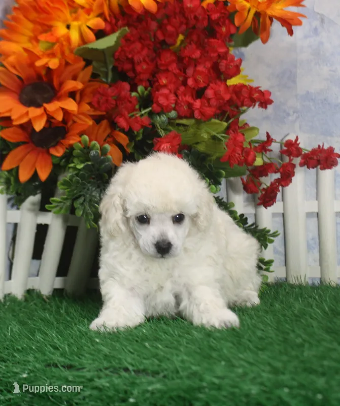 Molly, AKC Gr Champion Sired – Poodle - Toy  puppy for sale in Butler, MO