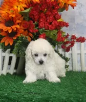 Molly, AKC Gr Champion Sired, a female Poodle - Toy  for sale in Butler, MO – 1 of 4
