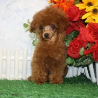 Max, AKC Champion Sired, a male Poodle - Toy  for sale in Butler, MO – 2 of 4