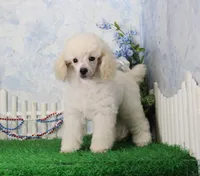 Sampson, KAC Champion Sired, a male Poodle - Toy  for sale in Butler, MO – 1 of 8