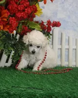 Merrie, AKC Grand Champion Sired, a female Poodle - Toy  for sale in Butler, MO – 4 of 4