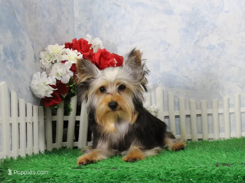 Levi, AKC – Yorkshire Terrier puppy for sale in Butler, MO
