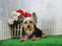 Levi, AKC, a male Yorkshire Terrier for sale in Butler, MO – 1 of 9