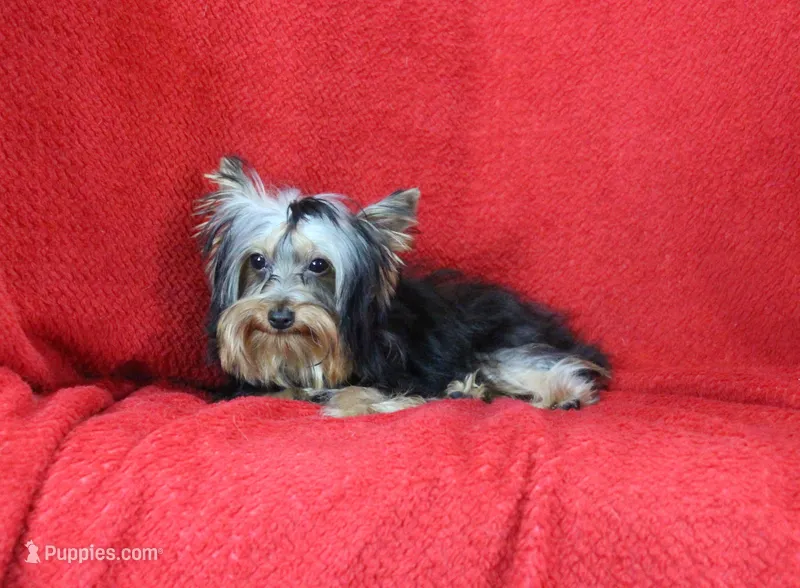 Hobo, AKC – Yorkshire Terrier puppy for sale in Butler, MO