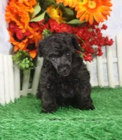 Chewy, AKC Champion Sired, a male Poodle - Toy  for sale in Butler, MO – 2 of 4