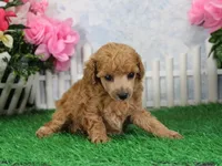 Bella, AKC Champion Sired, a female Poodle - Toy  for sale in Butler, MO – 3 of 6