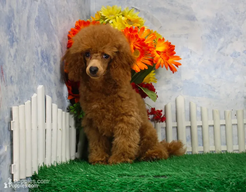 Marlo, AKC Champion Sired – Poodle - Toy  puppy for sale in Butler, MO