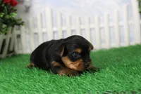 Yukon, AKC, a male Yorkshire Terrier for sale in Butler, MO – 3 of 6