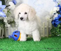 Parker, AKC Champion Sired, a male Poodle - Toy  for sale in Butler, MO – 2 of 4