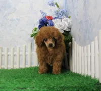 Freddy, AKC Champion Sired, a male Poodle - Toy  for sale in Butler, MO – 5 of 7