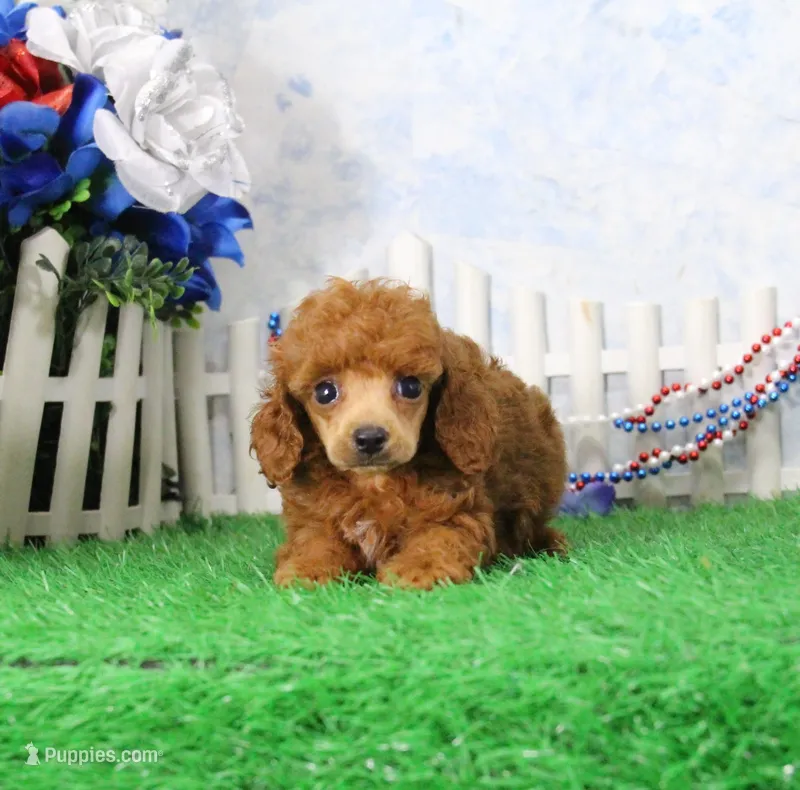 Foxy, AKC Champion Sired – Poodle - Toy  puppy for sale in Butler, MO