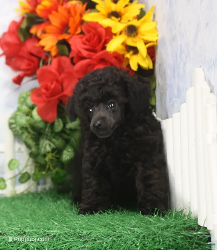 Chewy, AKC Champion Sired – Poodle - Toy  puppy for sale in Butler, MO