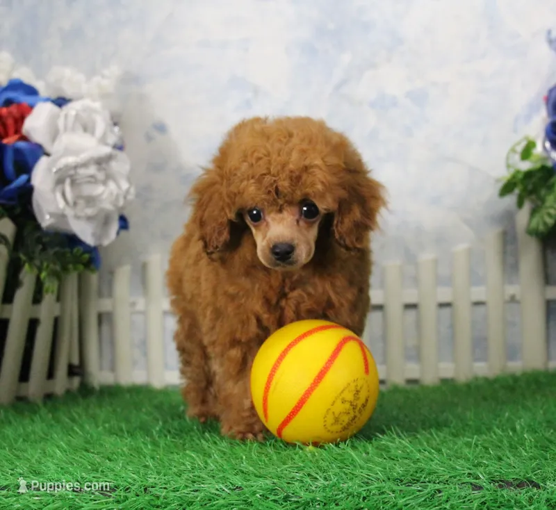 Freddy, AKC Champion Sired – Poodle - Toy  puppy for sale in Butler, MO