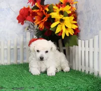 Vance, AKC Grand Champion Sired, a male Poodle - Toy  for sale in Butler, MO – 3 of 4