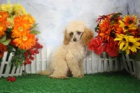 Archie, AKC Champion Sired, a male Poodle - Toy  for sale in Butler, MO – 8 of 8