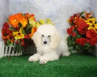 Parker, a male Poodle - Miniature  for sale in Butler, MO – 4 of 4