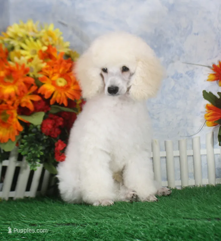 Parker, AKC Champion Sired – Poodle - Toy  puppy for sale in Butler, MO