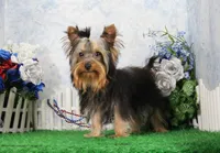 Hobo, AKC, a male Yorkshire Terrier for sale in Butler, MO – 1 of 10