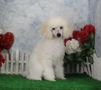Justina, AKC Champion Sired, a female Poodle - Toy  for sale in Butler, MO – Photo 3 of 9