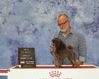 Justina, AKC Champion Sired, a female Poodle - Toy  for sale in Butler, MO – Photo 8 of 9