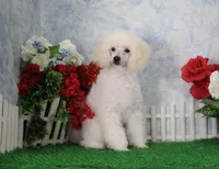 Justina, AKC Champion Sired, a female Poodle - Toy  for sale in Butler, MO – Photo 2 of 9