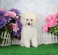 Justina, AKC Champion Sired, a female Poodle - Toy  for sale in Butler, MO – Photo 6 of 9