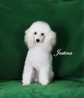 Justina, AKC Champion Sired, a female Poodle - Toy  for sale in Butler, MO – Photo 9 of 9