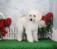 Justina, AKC Champion Sired, a female Poodle - Toy  for sale in Butler, MO – Photo 1 of 9