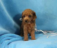 Becki, AKC Champion Sired, a female Poodle - Toy  for sale in Butler, MO – Photo 3 of 6
