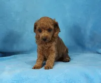 Becki, AKC Champion Sired, a female Poodle - Toy  for sale in Butler, MO – Photo 4 of 6