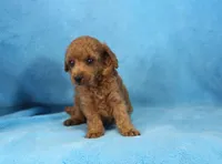 Becki, AKC Champion Sired, a female Poodle - Toy  for sale in Butler, MO – Photo 2 of 6