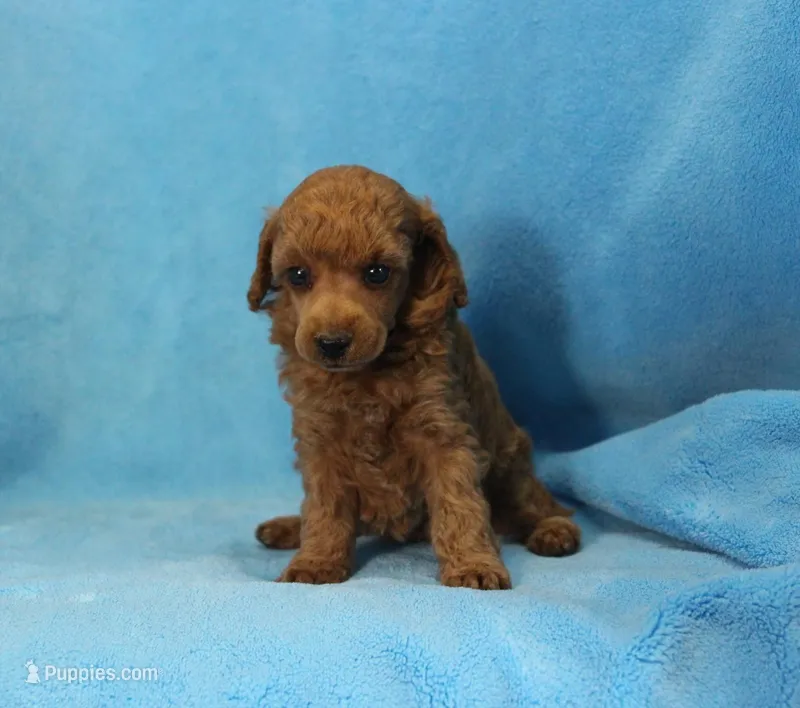 Becki, AKC Champion Sired – Poodle - Toy  puppy for sale in Butler, MO