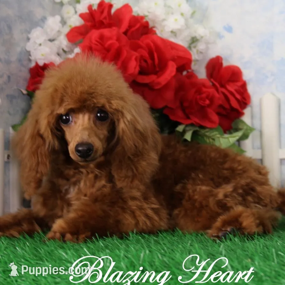 Becki, AKC Champion Sired, a female Poodle - Toy  for sale in Butler, MO – Photo 6 of 6