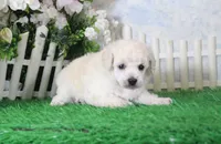 Lola, AKC Champion Sired, a female Poodle - Toy  for sale in Butler, MO – 2 of 4