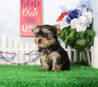 Lance,AKC, a male Yorkshire Terrier for sale in Butler, MO – 3 of 8