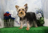 Levi, AKC, a male Yorkshire Terrier for sale in Butler, MO – 4 of 9