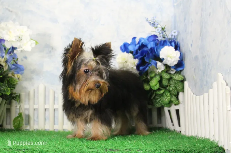 Hobo, AKC – Yorkshire Terrier puppy for sale in Butler, MO