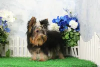 Hobo, AKC, a male Yorkshire Terrier for sale in Butler, MO – 1 of 9