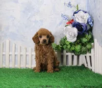 Adam, AKC Champion Sired, a male Poodle - Toy  for sale in Butler, MO – 3 of 4