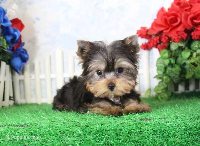 Landon, AKC – Yorkshire Terrier puppy for sale in Butler, MO
