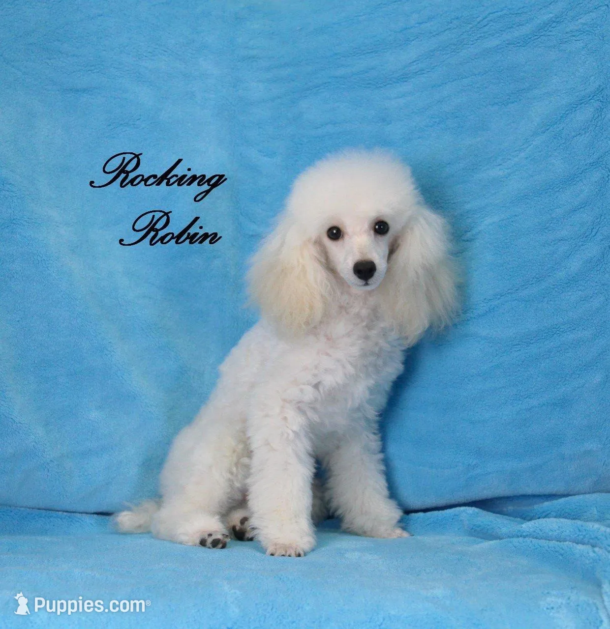 Roxy, AKC Champion Sired, a female Poodle - Toy  for sale in Butler, MO – Photo 6 of 6